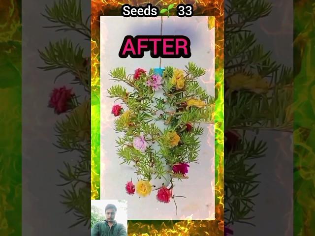 Gardening plants_flowers portulaca #shorts #short #gardening #garden #plants #grow #seedsplants33