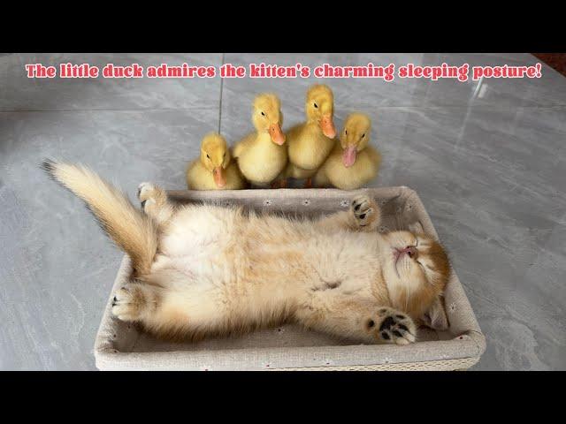 The kitten is sleeping soundly, and the duckling is guarding the kitten.Funny and cute animal videos