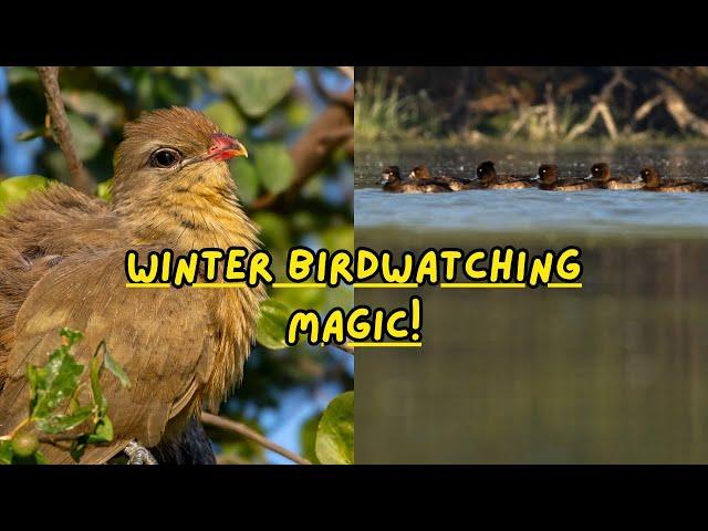 Winter’s Winged Wonders at Sultanpur: A Birdwatching Adventure!