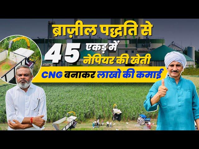 Napier की खेती से करोडो का टर्नओवर करने वाला किसानफास्ट कटाई वाला हरा चारा Brazilian Method Farming