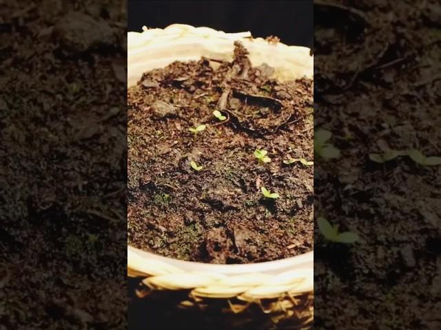 How a blueberry grows  satisfying videoes #shockingresults #blueberry #satisfyingvideo