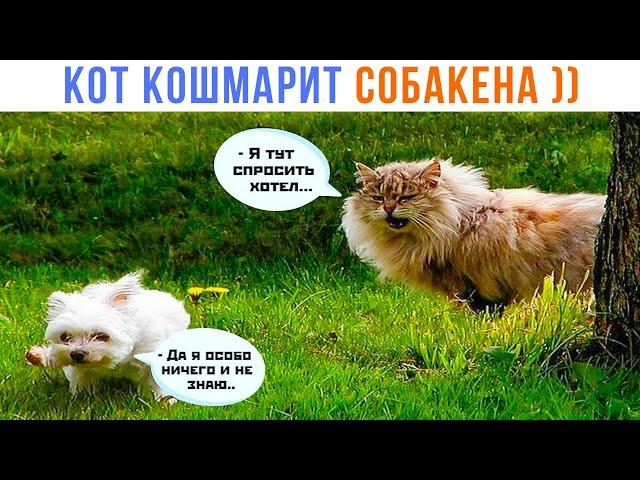 КОТ КОШМАРИТ СОБАКЕНА ))) | Приколы с котами | Мемозг 1447