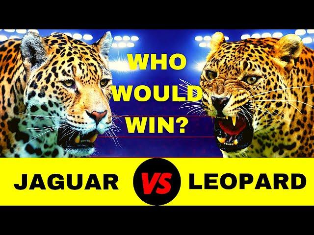 200 lb JAGUAR VS 200 lb LEOPARD FIGHT - Who Would Win?