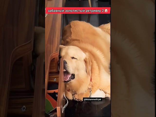 забавный золотистый ретривер 2 #собака #dog #dogs #dogshorts #dogvideos #funnydog #funnydogs #cats