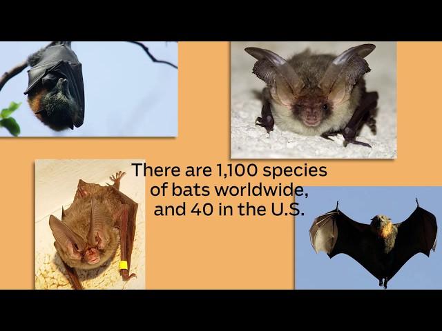 Fascinating facts about bats