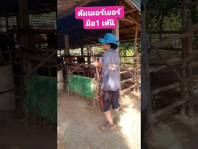 #เกษตรกร #เกษตรอิสาน #เกษตรกรรุ่นใหม่