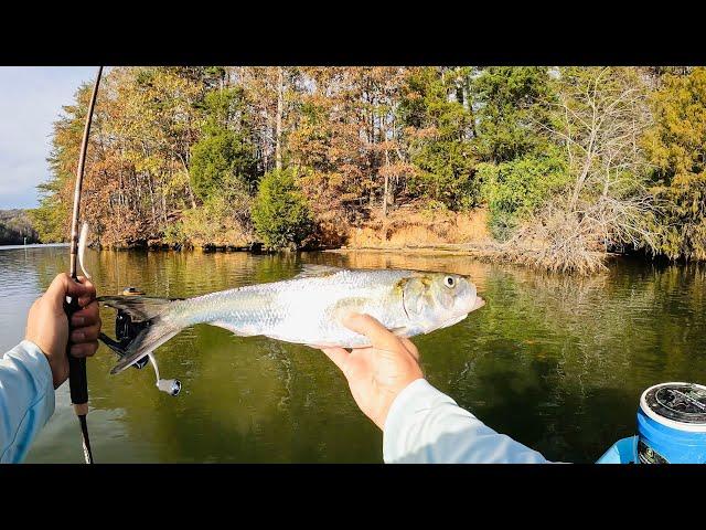 4 Hours of RAW and UNCUT Ultralight Fishing with Gulp Minnows | Clinch River