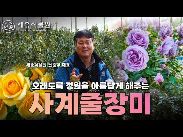 줄장미'덩쿨장미'로 정원을 향기로 가득채우려면 이렇게 하세요! 보라장미, 노랑장미, 줄장미, 덩쿨장미 #정원 #장미 #줄장미 #사계줄장미 #가드닝 #정원만들기 #정원가꾸기