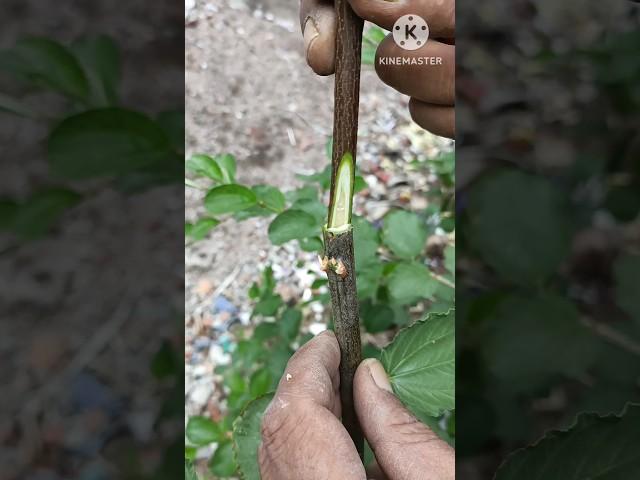 Fruit tree grafting tips/Ber tree grafting/Fruit plant grafting.#shorts#Apple ber.