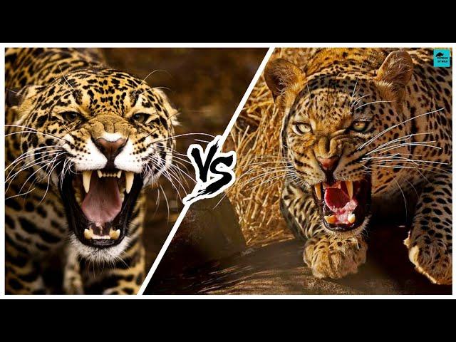 JAGUAR VS LEOPARD - Who Would Win in a fight?