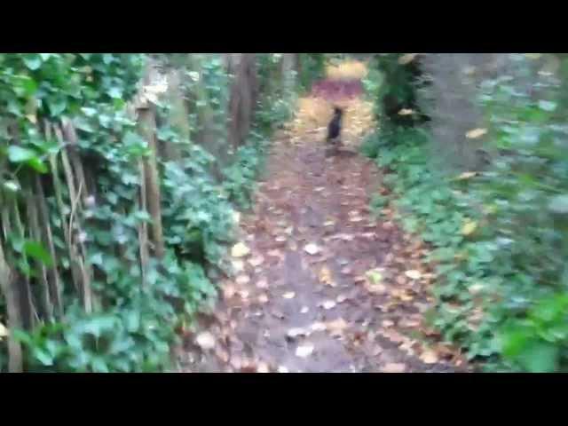 autumn ride through Russia dock woodlands