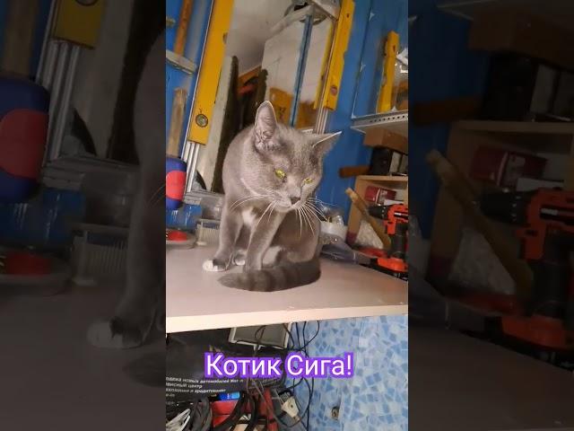 #котик#нюхается#мяу