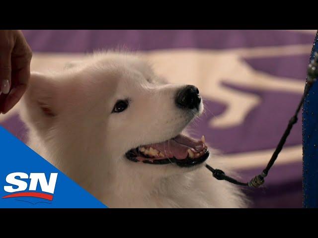 Best Of The 2021 Westminster Kennel Club Dog Show