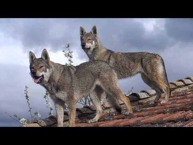 khala y darma  wolmother en el tejado