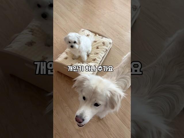 드이어 '돌아'에 성공한 포실이~^^ #귀여워 #똑똑이