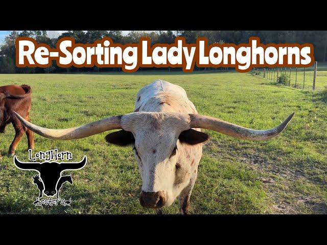 Longhorn Ladies on the Move: family re-united