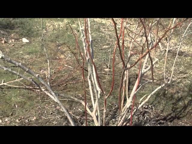 How to Prune a Blueberry Bush