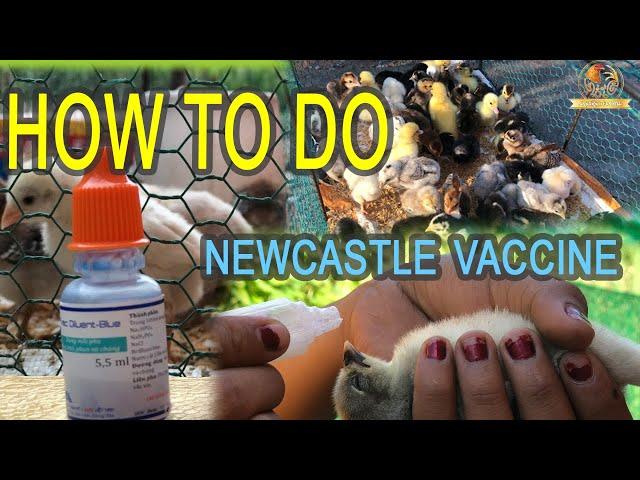 How to do Newcastle Vaccine for chicks | Newcastle Disease Vaccination | Sresre Toukvill