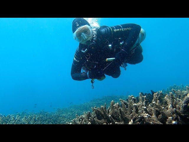 Beautiful, beautiful Bali reefs. 110 minute 2 km long dive. Episode 295