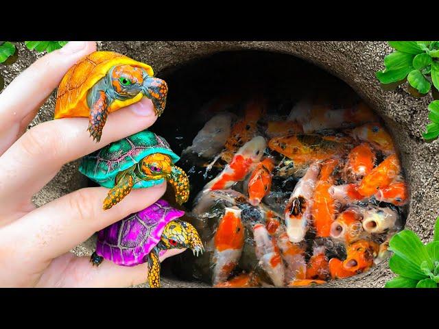 Amazing Catch Colorful Baby Turtles In Eggs After Storm, Feather Fish, Dinosaur Fish, Catfish, Koi