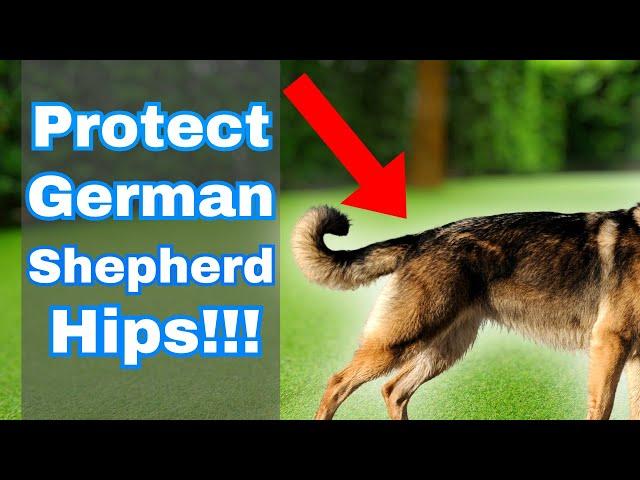 You MUST Protect Your Dog's Hips... Watch THIS!!!