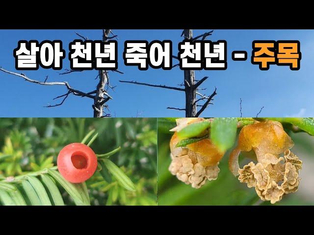 살아 천년 죽어 천년 - 주목