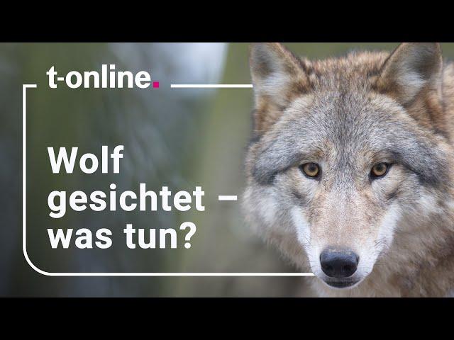 Begegnung mit einem Wolf: So verhalten Sie sich richtig