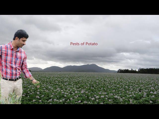 Lecture Hort Pests 4 Pests of Potato