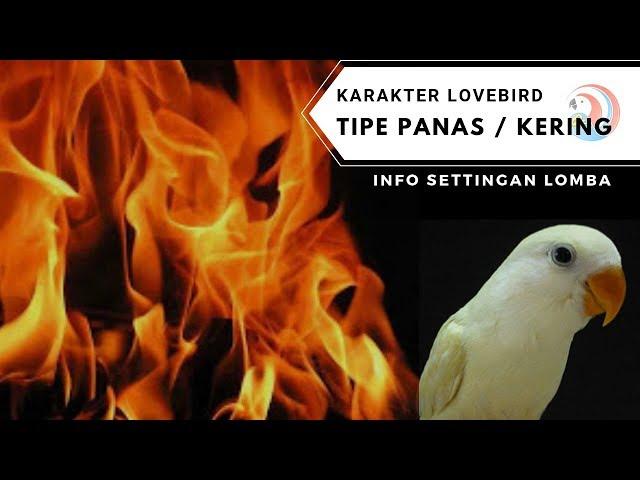 LOVEBIRD TIPE KERING ATAU PANAS DAN BONGKAR SETTINGAN LOMBANYA