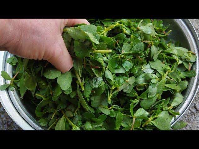 STORE Purslane IN THIS WAY - CONSUME IT FRESH IN WINTER - HOW TO STORE Purslane FOR WINTER?