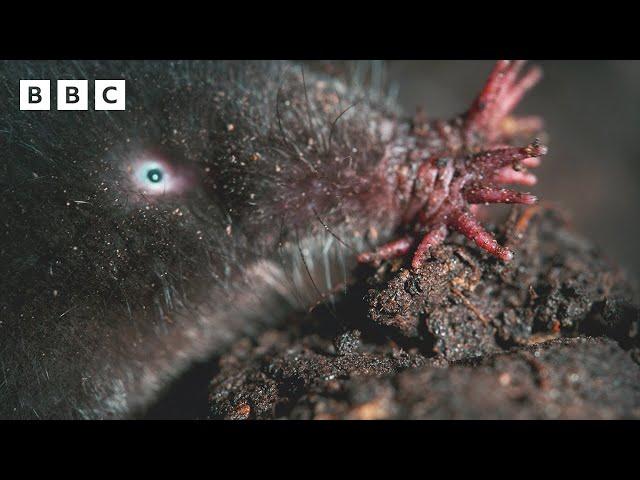 This star-nosed mole has SUPERPOWERS  | Mammals - BBC