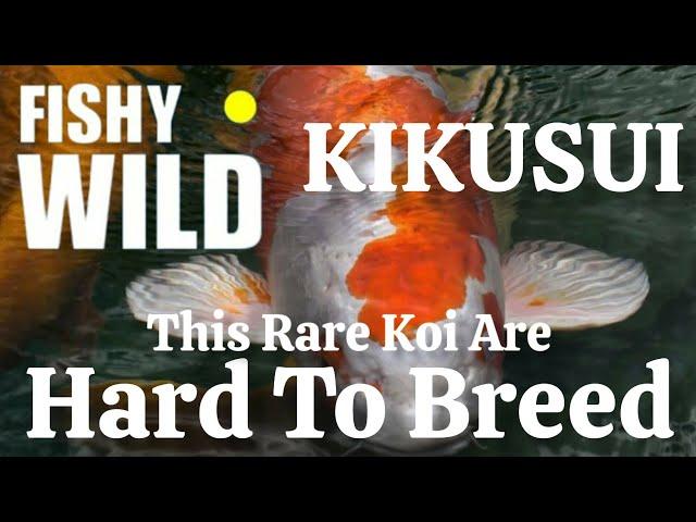 Ultimate Guide to Stunning Koi: Expert Tips and Breathtaking Footage!