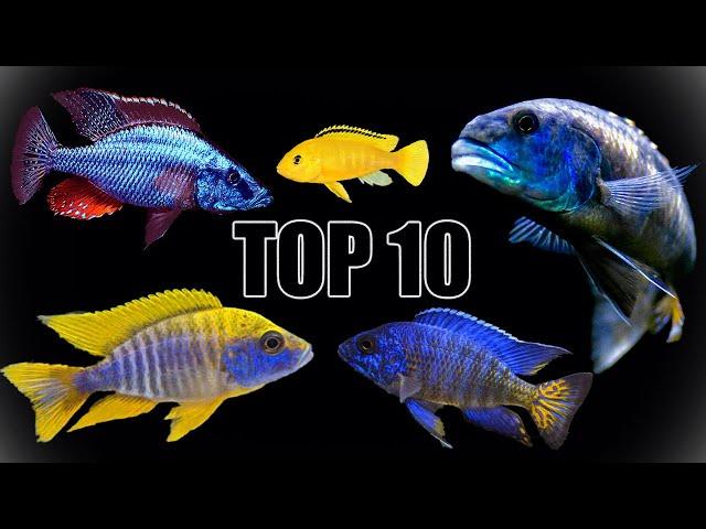 Our Top 10 Favorite African Cichlids!