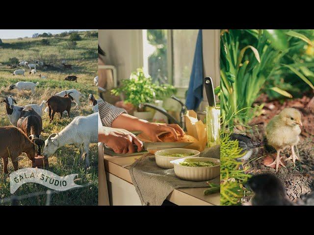 Early Summer Days in Californian Suburbs with Edible Garden, Animals, Cooking & Baking