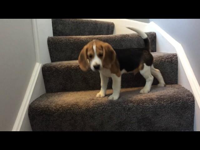 Beagle puppy learns how to go down stairs... FUNNY ENDING