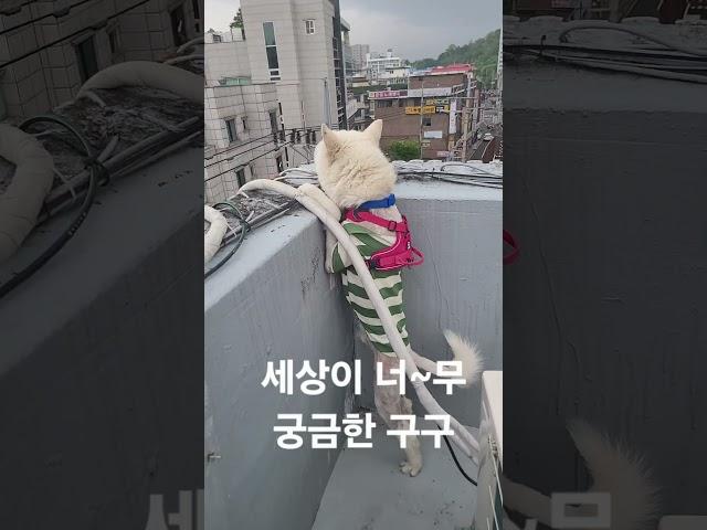 쿠키처럼 행복하개 - 옥상월드 개장!! #유기견입양 #세상에하나뿐인너 #산책봉사 #코코쉼터