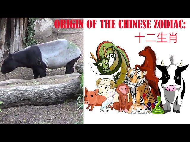 Origin of the Chinese Zodiac, 12 Animals, 5 Elements, 10 Branches, Yin/Yang