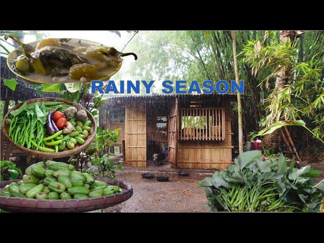 [Heavy Rain] Pag luto ng malapot at puting sabaw ng sinigang na de latang Mackerel | Buhay Probinsya