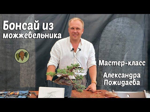 Бонсай из можжевельника: Мастер класс Александра  Пожидаева @Studio.Bonsai