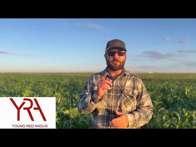 Summer Cover Crops After Wheat Harvest!  The Good, The Bad, The Ugly