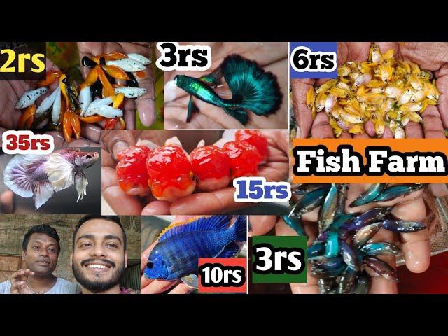 Very Low Aquarium Fish Price | Aquarium Fish wholesale market | Krishnanagar