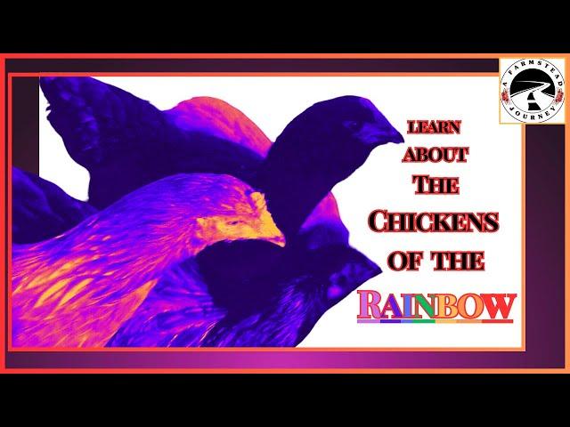 Discover the Origin, Personality, and  Egg Color of 9 Chicken Breeds