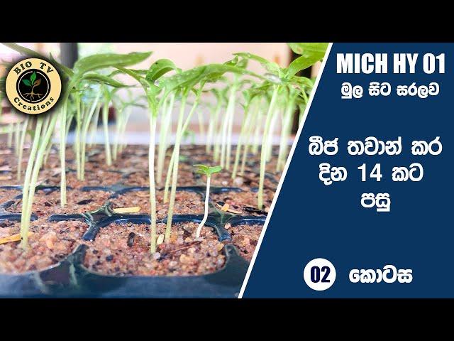 [with CC] MICH HY 01 මිරිස් තවාන දින 14කට පසු සහා තවාන නඩත්තු කිරීම| miris wagawa | thawan damima