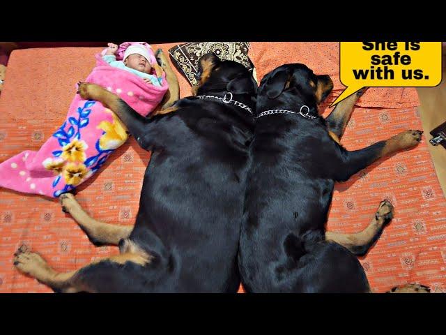 dogs taking care of new born baby | cute dogs | rottweiler | #funnyvideo #dog