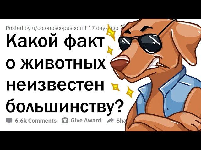 МАЛОИЗВЕСТНЫЕ ФАКТЫ О ЖИВОТНЫХ 