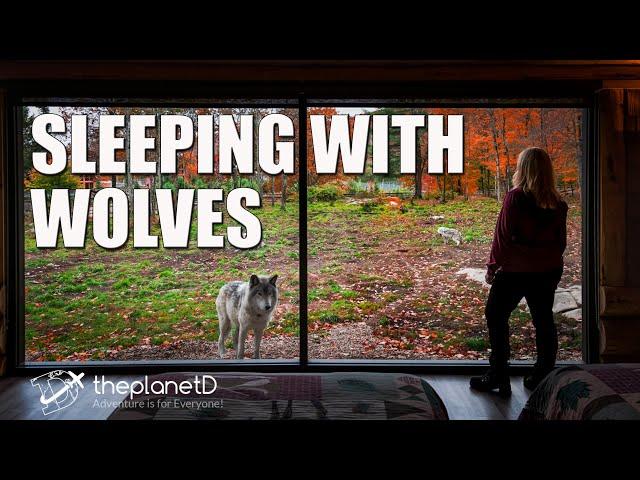 Sleeping with Wolves at Parc Omega - Wolf Howl | Ottawa, Canada | The Planet D