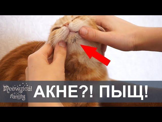 RU: CATNE - Feline ACNE