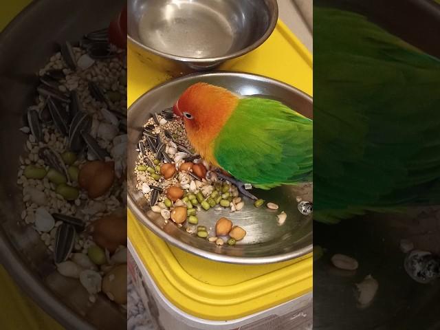 Foodie opaline lovebird mini vlog with bird #birds #lovebirds #parrot #parakeet #shortsfeed #shorts