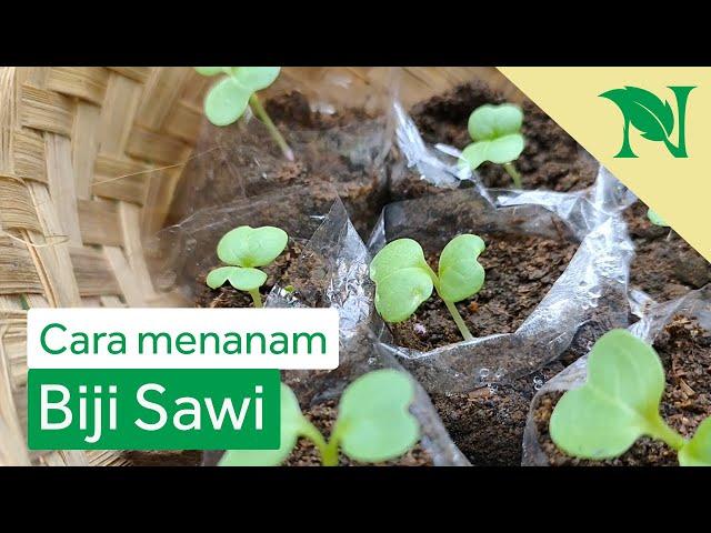 Cara Menanam Sawi di Polybag Yang Baik dan Benar (Dari Biji Part 1)