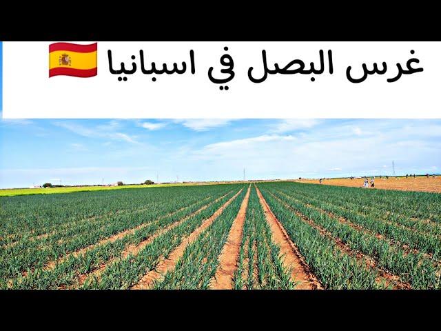 اله غرس البصل  في اسبانيا Plantadora de cebollas en España